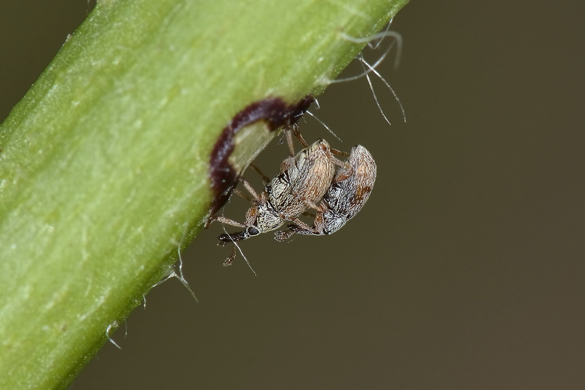 Malvapion malvae - Apionidae